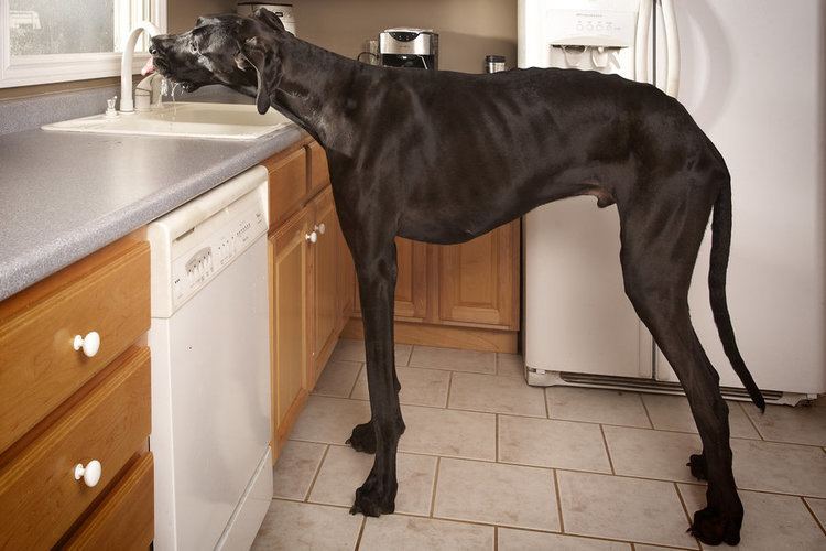 Zeus (dog) Zeus The Great Dane World39s Tallest Dog Dies The TwoWay NPR