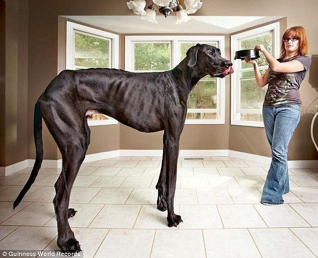 Zeus (dog) Zeus the world39s tallest dog dies just before his sixth birthday
