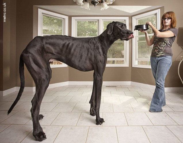 Zeus (dog) World39s Tallest Dog Zeus Coast to Coast AM