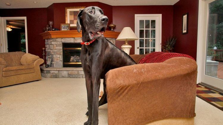 Zeus (dog) Zeus World39s Tallest Dog Dies at Age 5 ABC News