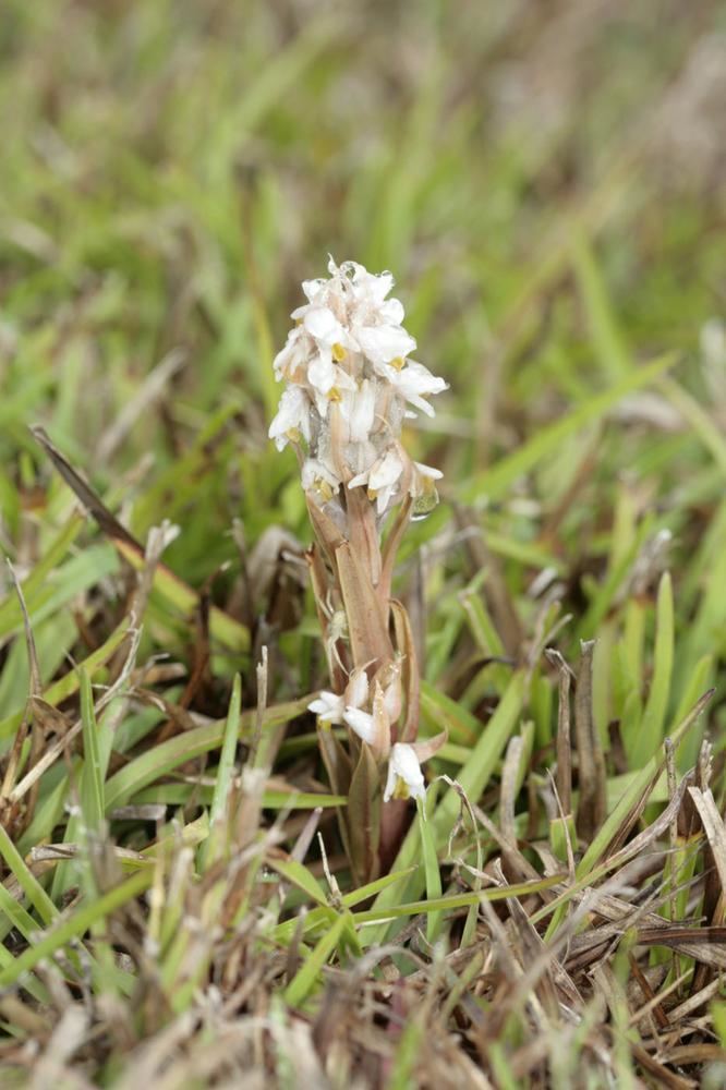 Zeuxine strateumatica Zeuxine strateumatica Lawn Orchid Soldier Orchid Go Orchids