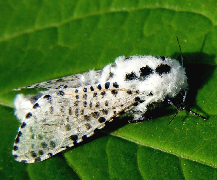 Zeuzera pyrina Leopard Moth Zeuzera pyrina NatureSpot