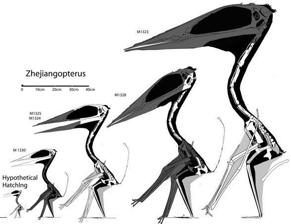 Zhejiangopterus Zhejiangopterussize588jpg