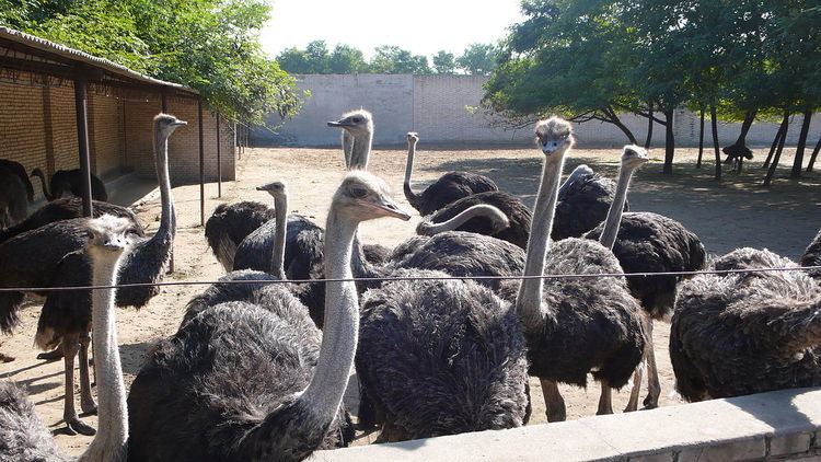 Zhengzhou Ostrich Park