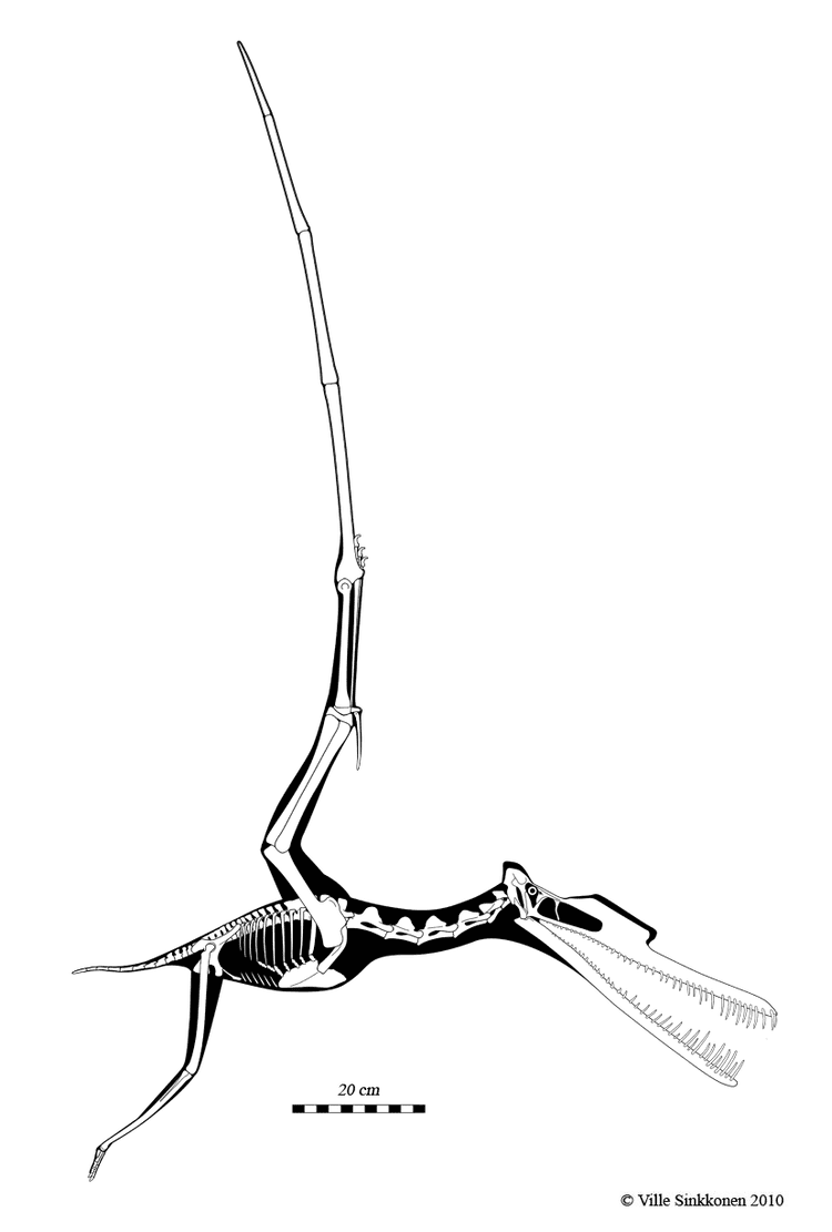 Zhenyuanopterus Zhenyuanopterus skeletal by Dinomaniac on DeviantArt