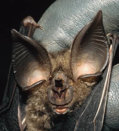 Ziama horseshoe bat httpsstaticinaturalistorgphotos275084mediu