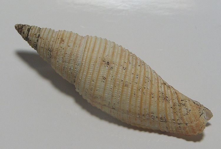 Ziba (gastropod)