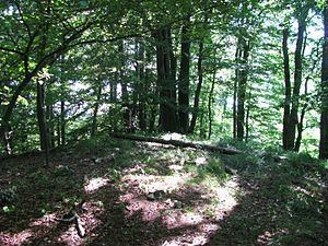 Ziegenkopf (Habichtswald) httpsuploadwikimediaorgwikipediacommonsthu