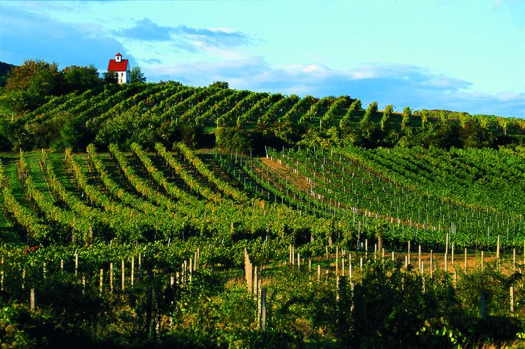Zierfandler Fringe Wine Zierfandler Thermenregion Austria