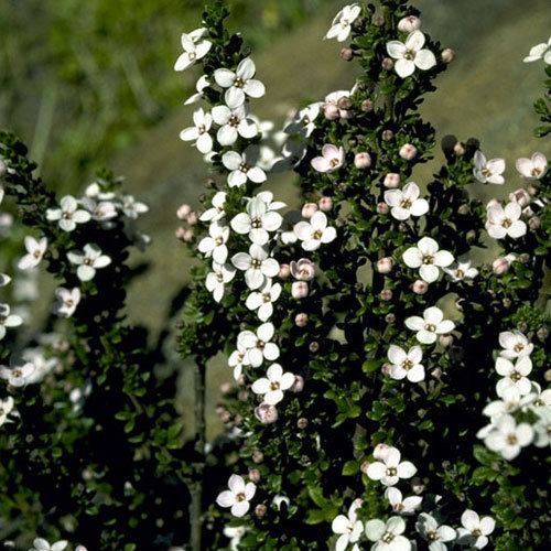 Zieria Zieria citriodora Growing Native Plants