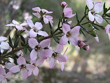 Zieria aspalathoides httpsuploadwikimediaorgwikipediacommonsthu