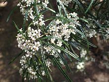 Zieria granulata httpsuploadwikimediaorgwikipediacommonsthu