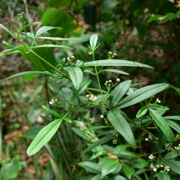 Zieria smithii Zieria smithii Noosa39s Native Plants