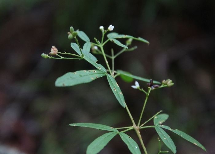 Zieria smithii Australian Plants Rutaceae