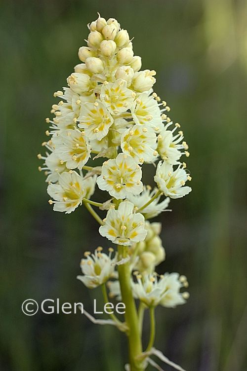 Zigadenus Zigadenus venenosus photos Saskatchewan Wildflowers
