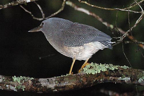 Zigzag heron Zigzag Heron Zebrilus undulatus