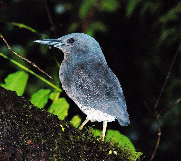 Zigzag heron Zigzag Heron The Unknown Tiger Bird Ecuador Birding Tours