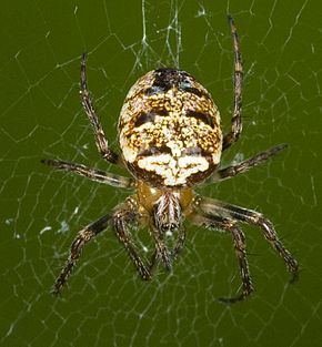 Zilla (spider) httpsuploadwikimediaorgwikipediacommonsthu