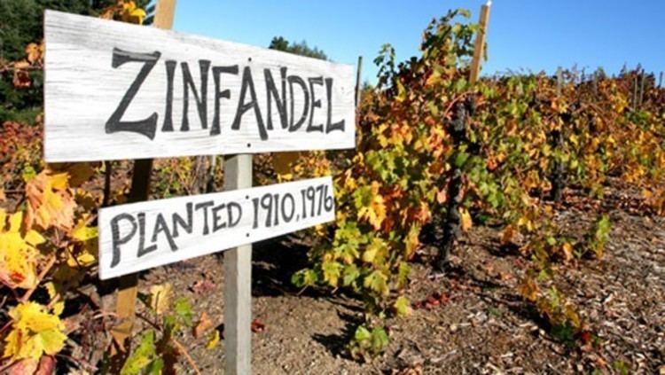 Zinfandel Are Zinfandel and Primitivo the Same Wine 7x7 Bay Area