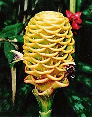 Zingiberaceae httpsuploadwikimediaorgwikipediacommonsthu