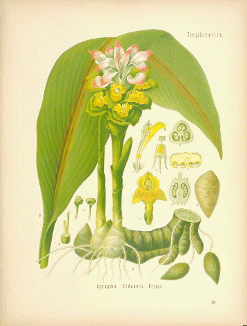 Zingiberaceae Zingiberaceae ginger family