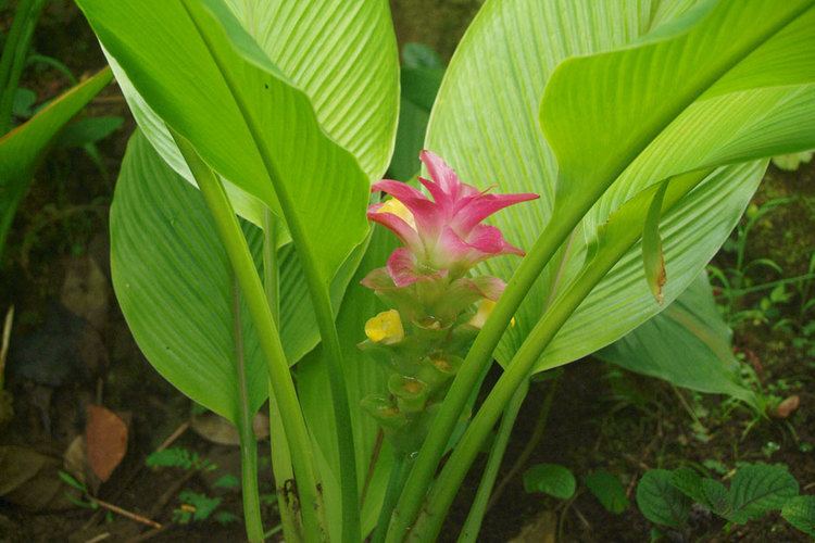 Zingiberaceae Zingiberaceae species list Ginger of Hawaii Tropical Botanical Garden