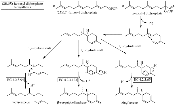 Zingiberene zingiberene biosynthesis