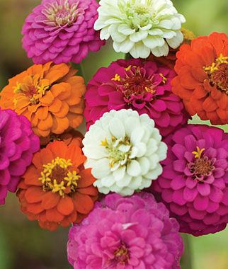 Zinnia Zinnia Seeds and Plants Bedding and Cut Flowers at Burpee Seeds
