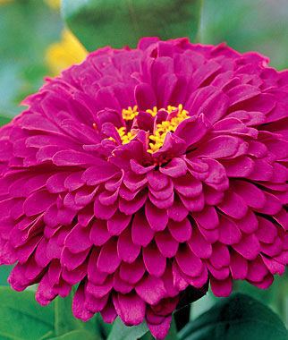 Zinnia Zinnia Seeds and Plants Bedding and Cut Flowers at Burpee Seeds