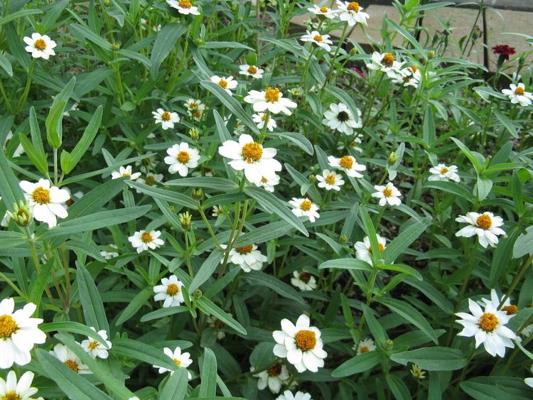 Zinnia angustifolia FileZinnia angustifolia 39Pette Land White391jpg Wikimedia Commons