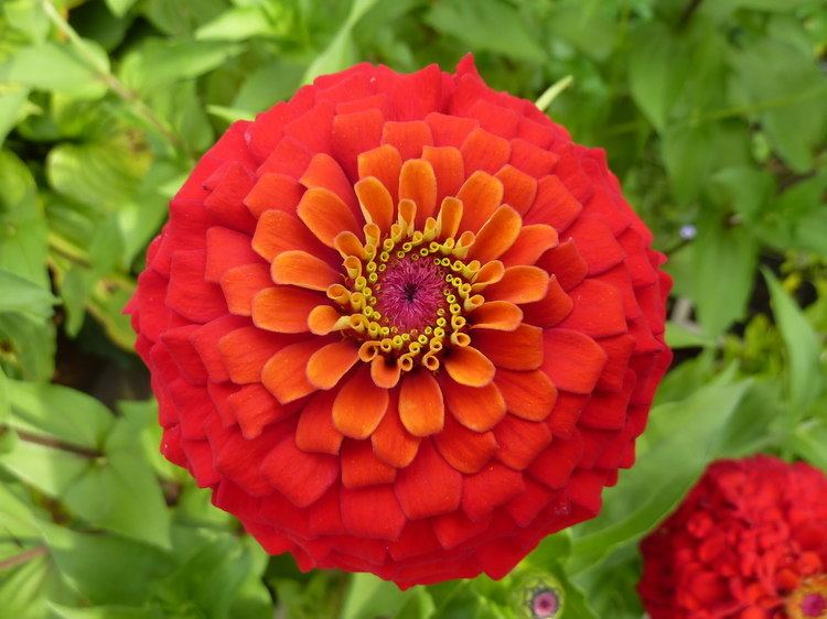 Zinnia - Alchetron, The Free Social Encyclopedia