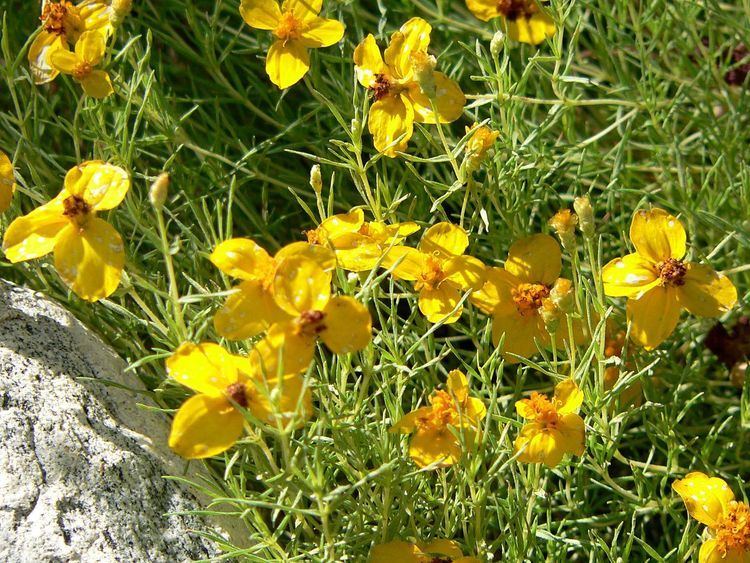 Zinnia grandiflora Zinnia grandiflora Wikipedia