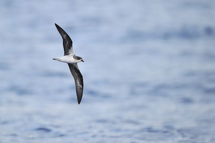 Zino's petrel Zino39s Petrel Pelagics Expedition by Madeira Wind Birds