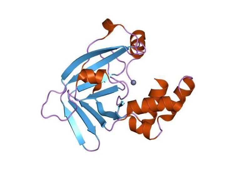 ZinT protein domain