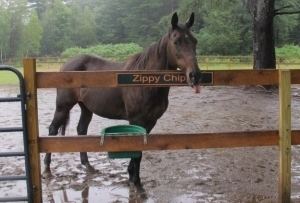 Zippy Chippy Zippy Chippy the losingest racehorse in thoroughbred racing history