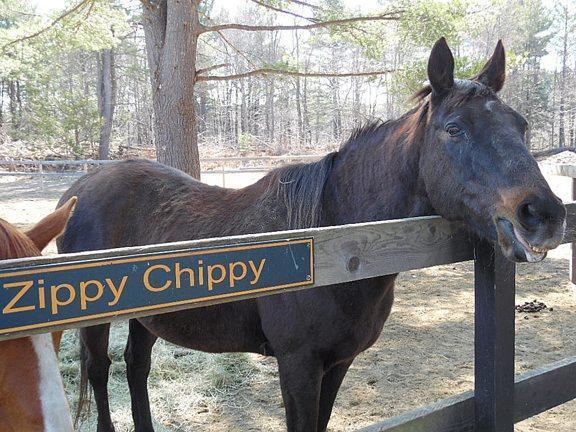 Zippy Chippy Living out a legacy Zippy Chippy News MPNnow Canandaigua NY