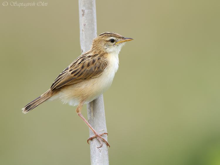 Zitting cisticola Zitting cisticola