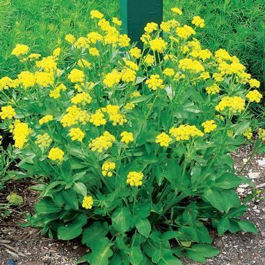 Zizia aurea Zizia aurea Golden Alexanders from Midwest Groundcovers