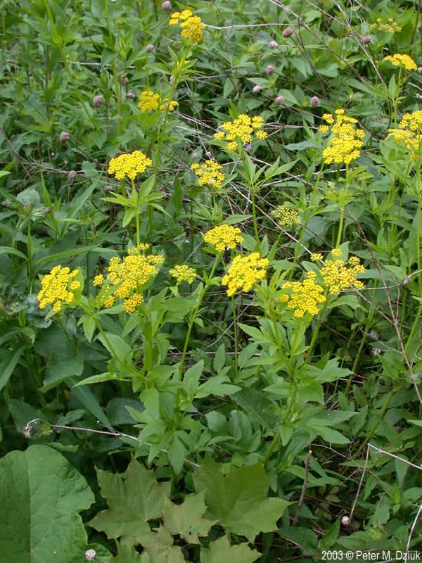 Zizia aurea Zizia aurea Golden Alexanders Minnesota Wildflowers