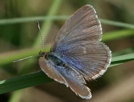 Zizina lepidopterabutterflyhousecomaulycalabradus8jpg