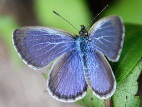 Zizina labradus Website of Tobias Westmeier Nature Butterflies of Australia