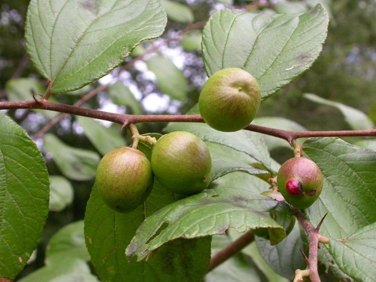 Ziziphus abyssinica wwwwestafricanplantssenckenbergdeimagespictur