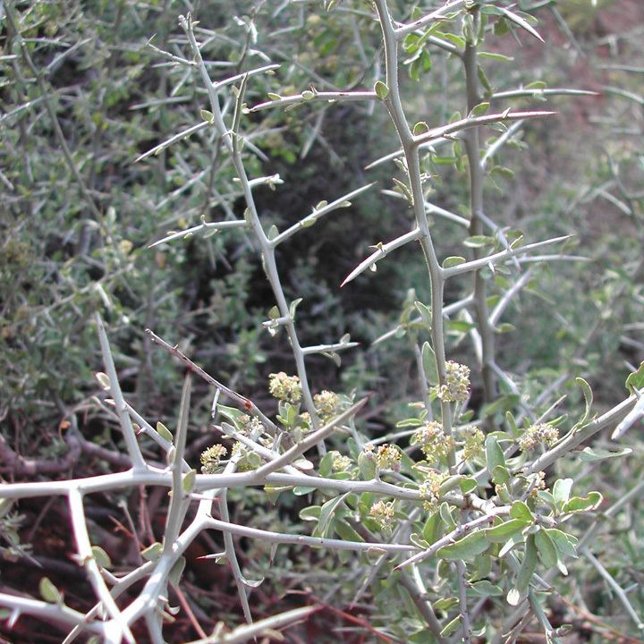Ziziphus obtusifolia SEINet Arizona Chapter Ziziphus obtusifolia