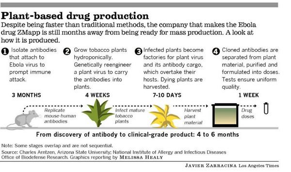 ZMapp ZMapp production Los Angeles Times Ebola virus disease EVD