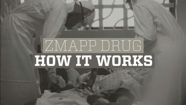 ZMapp How the ZMapp drug works to fight Ebola