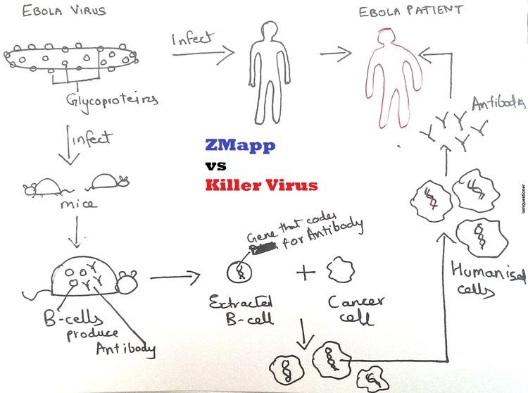 ZMapp Zmapp Lessons Tes Teach
