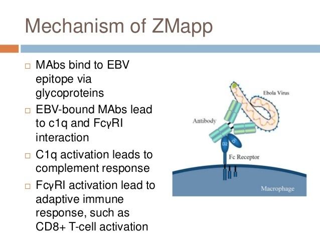 ZMapp How does ZMapp function to fight Ebola in humans can it be used as