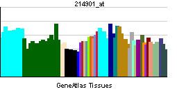 ZNF8