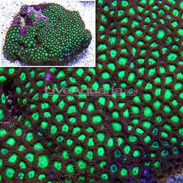 Zoanthus Saltwater Aquarium Corals for Marine Reef Aquariums Colony Polyp