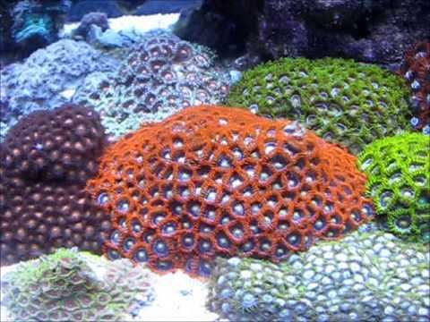 Zoanthus Manochio Reef Zoanthus YouTube